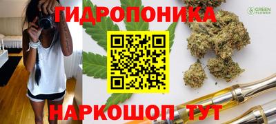 крисы Новокубанск